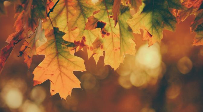 HMO Digest – 10th September 2023